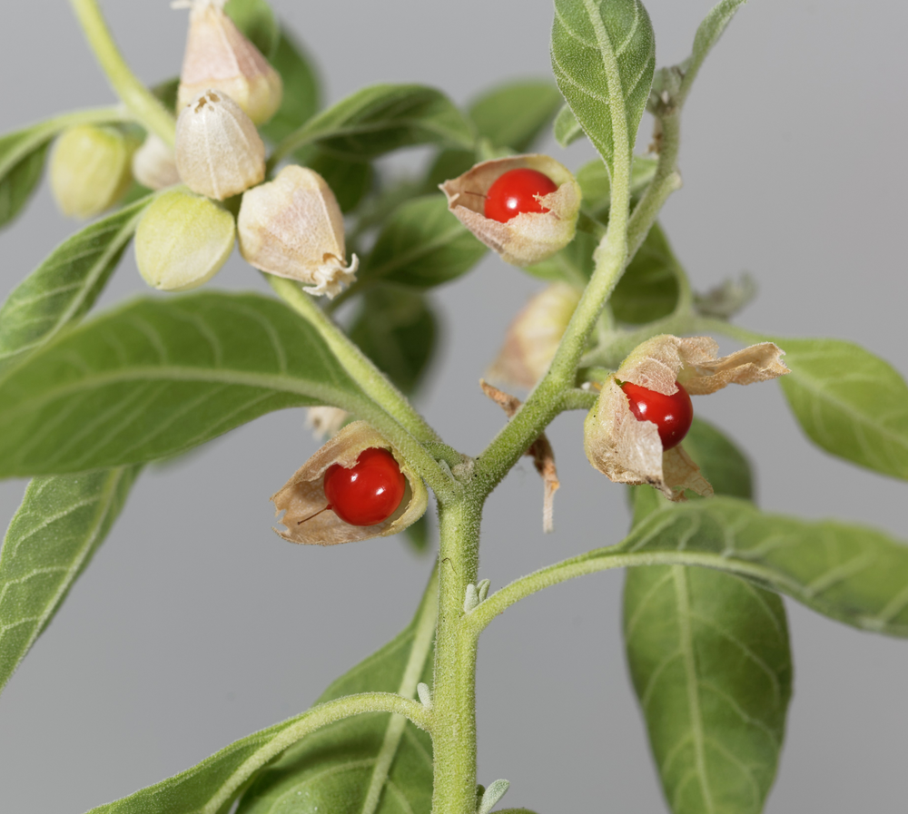 Benefits of Ashwagandha